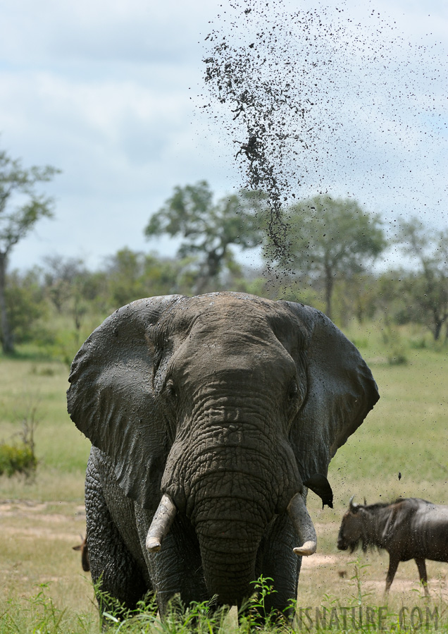 Loxodonta africana [280 mm, 1/1250 Sek. bei f / 9.0, ISO 1000]